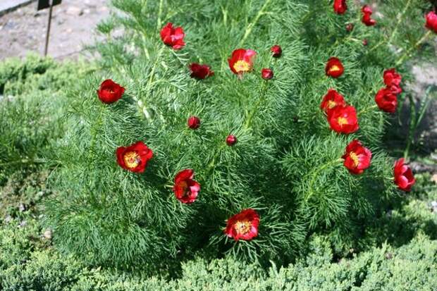 Paeonia tenuifolia