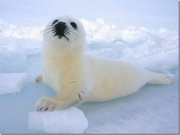 harp-seals-