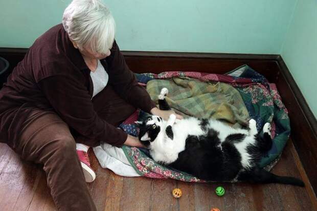 15-килограммовая кошка ищет новых хозяев
