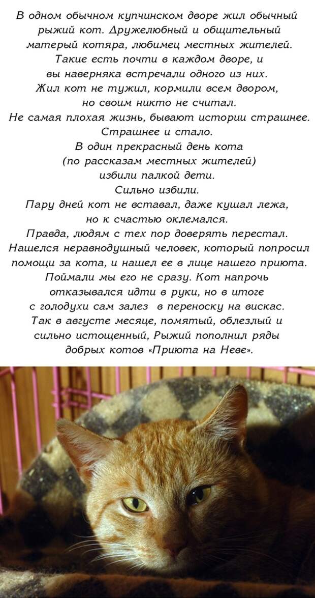 Рассказ про кота. История про котов. Смешные рассказы о котах. Рассказ про котиков. Смешной рассказ про кошку.