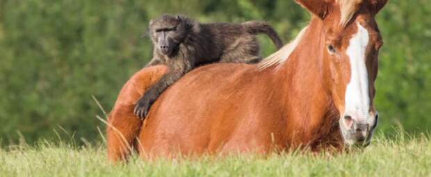 Лошадь подружилась с бабуином подружилась, лошадь, с бабуином