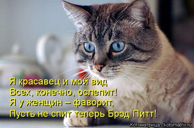 Котоматрица: Я красавец и мой вид Всех, конечно, ослепит! Я у женщин – фаворит, Пусть не спит теперь Брэд Питт!