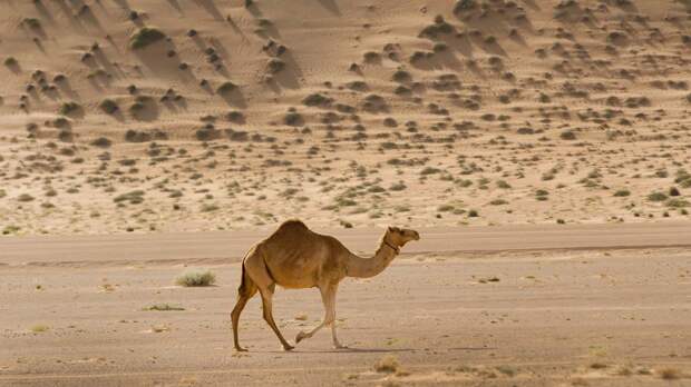 Почему у верблюдов не всегда по два горба: объяснение для детей и советы родителям