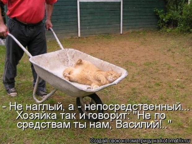 Котоматрица 26