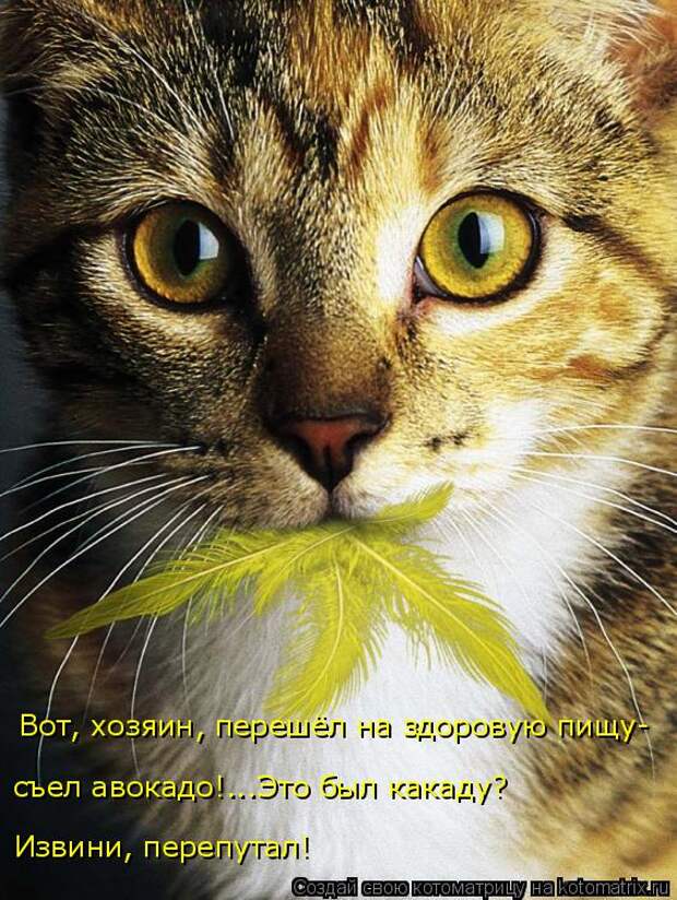 Котоматрица: Вот, хозяин, перешёл на здоровую пищу- съел авокадо!...Это был какаду? Извини, перепутал!