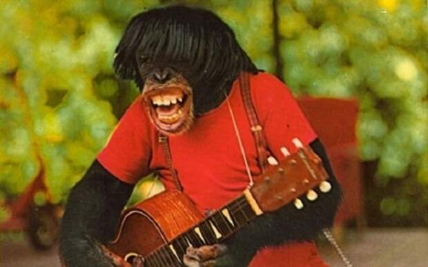 Одна из сцен шоу «Шимпанзе», которое часто проводилось в «Monkey Jungle» в Майями.