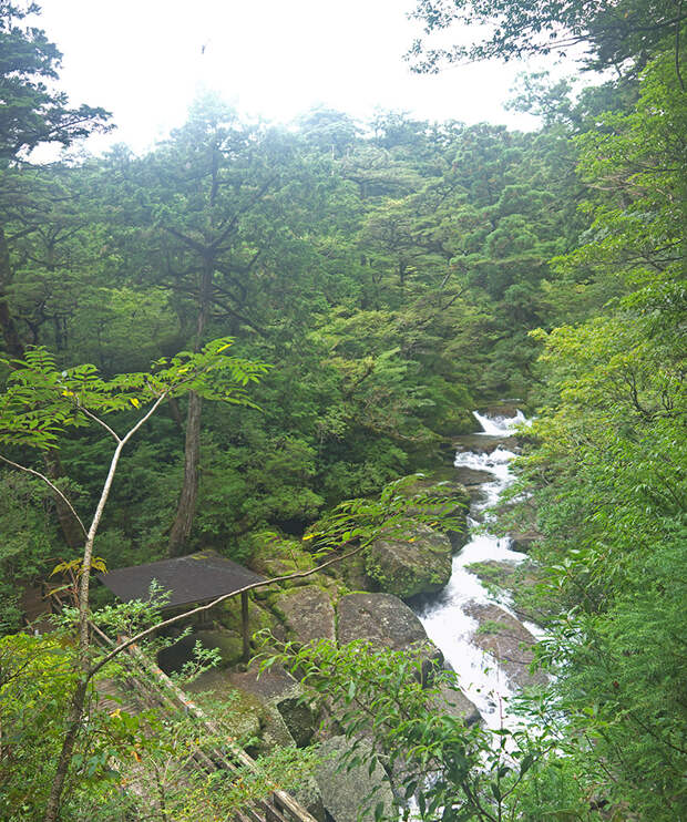 Япония, Якусима, остров, якушима, yakushima, лес, yakusugi land, кедр, мох, камни, поход, зеленый, дерево, река, мост