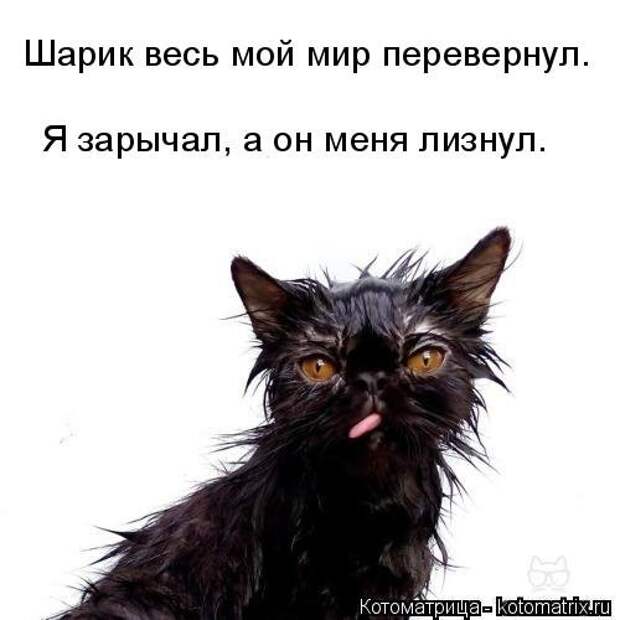 Котоматрица на Бугаге (37 фото)