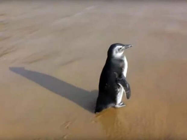 Любовь и преданность: удивительная история пингвина, преодолевающего 8 000 км, чтобы увидеть своего спасителя