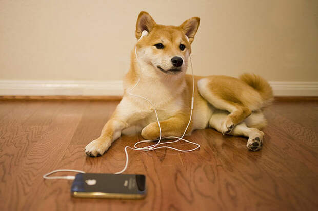 10 фактов о запахах