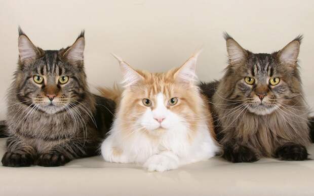 Три кота-мейнкуна