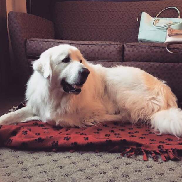 Great Pyrenees