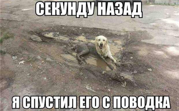 Прикольные картинки (102 фото)