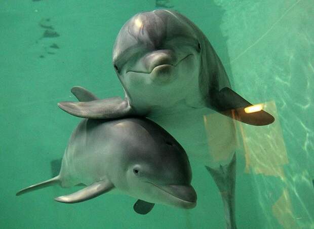 dolphins04 dolphins04 Самые удивительные факты о дельфинах