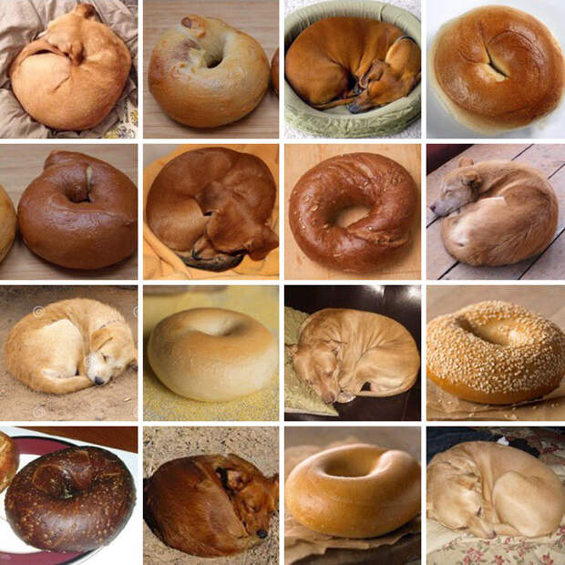dog-food-comparison-bagel-muffin-lookalike-teenybiscuit-karen-zack__700