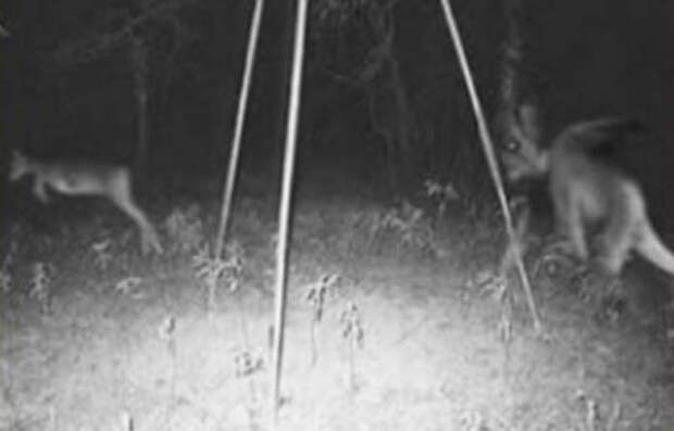 14 самых жутких кадров с охотничьих камер ночного видения