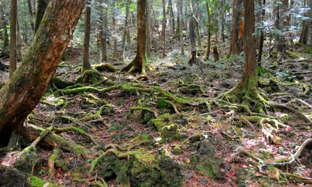 Аокигахара - лес самоубийц в Японии