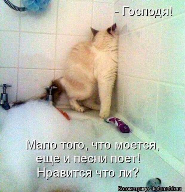 Котоматрицы (забавные картинки с надписями)