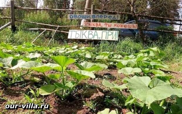 смешное дачное фото 