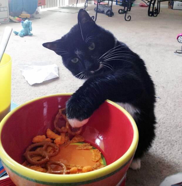 Коты, которых поймали на горячем Коты, которых поймали на горячем животные, коты, позитив