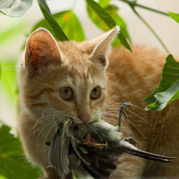 Как приучить котенка есть самостоятельно?