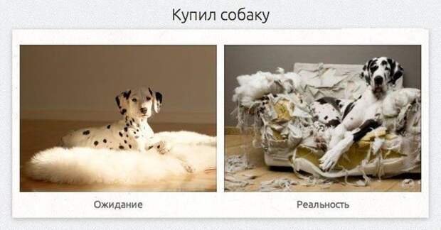 ожидание против реальности, смешная подборка, фото, смешные картинки