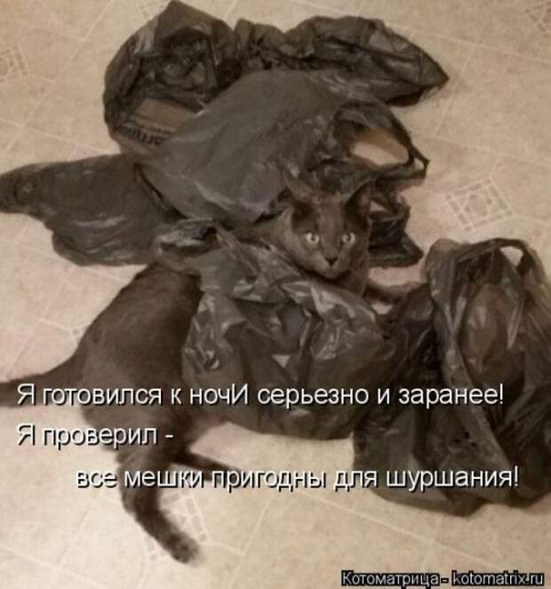 Котоматрица недели (31 фото)