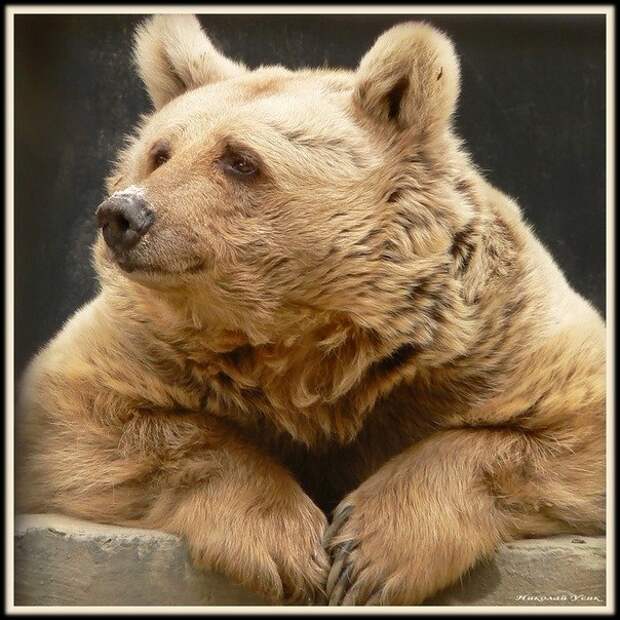 Россия. Сибирь : как голодный медведь пришел на базу нефтяников и жил там месяц