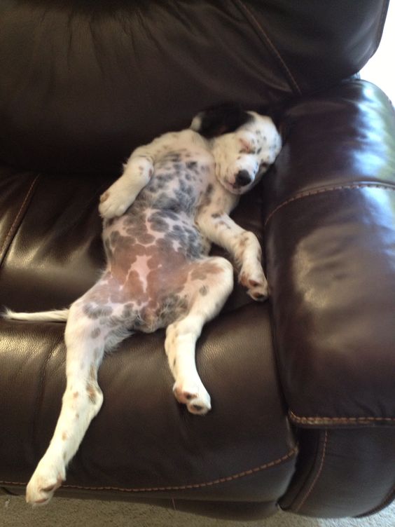 Click visit site and Check out Best "English Setter" T-shirts. This website is top-notch. Tip: You can search "your name" or "your favorite shirts" at search bar on the top.:
