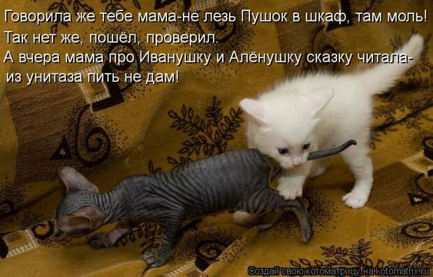 Котоматрица: Говорила же тебе мама-не лезь Пушок в шкаф, там моль! Так нет же, пошёл, проверил. А вчера мама про Иванушку и Алёнушку сказку читала- из унита