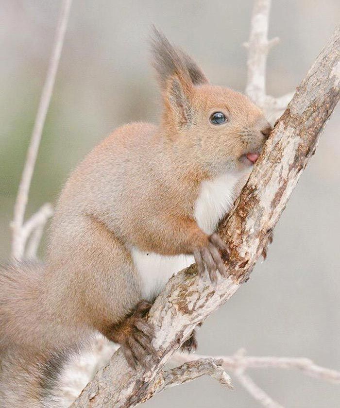 Hokkaido  cute animals, Хоккайдо милые животные