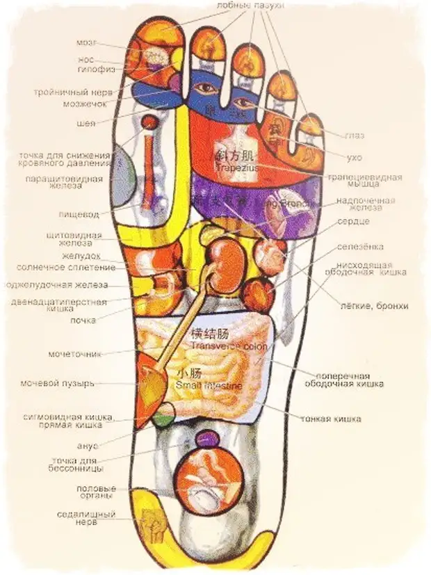 Ступня и органы человека схема