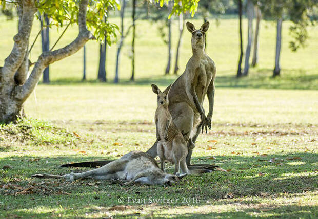 kangaroo-last-moments-joey-evan-switzer-australia-3