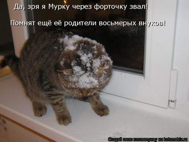 Лучшие котоматрицы недели (50 фото)