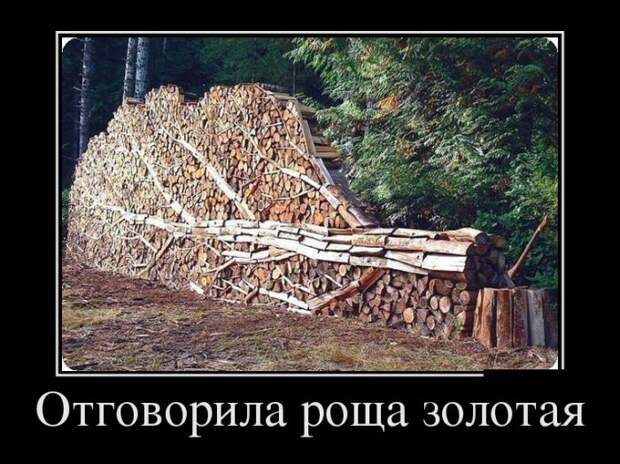 Отговорила роща золотая демотиватор, юмор