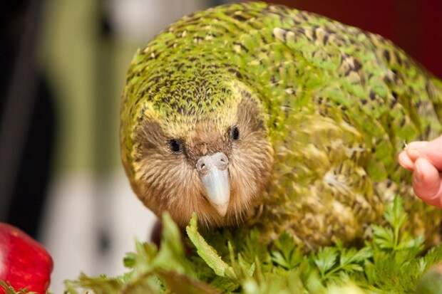 kakapo-kartinki-koshki-sobaki-smeshnye-zhivotnye-kote