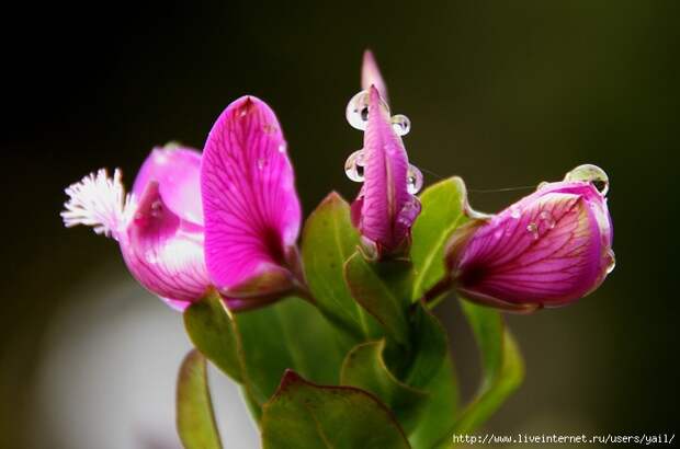 013 (700x464, 142Kb)