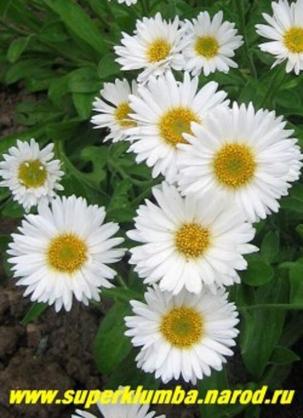 АСТРА АЛЬПИЙСКАЯ "Альба" (Aster alpinus "Albus") белая многолетняя летнецветущаа астра, цветы полумахровые, диаметр цветка 4см , высота кустика 15-20 см, цветет июнь-июль, ЦЕНА 150 руб