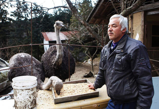 Мужчина заботится о животных с 2011 года животные, мужчина, фукусима