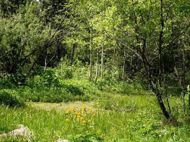 31 фото любителям природы. Просторы Алтая. Летом и зимой