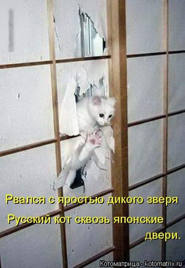 Лучшие котоматрицы недели