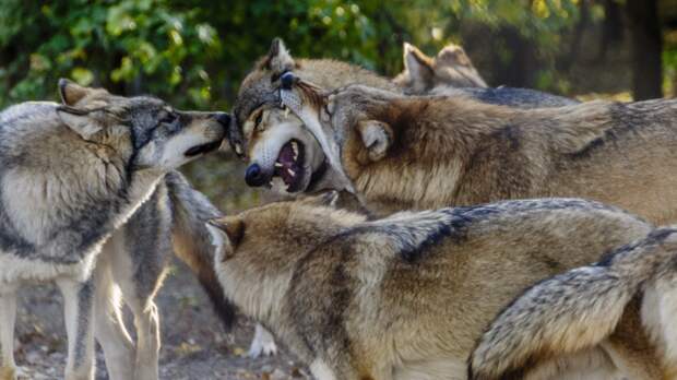 Волки, самые близкие родственники собак, к году становятся полностью самостоятельными. Тогда они либо покидают стаю, создавая свою, либо начинают помогать родителям заботиться о молодняке. Фото István Károly Bőcs/Pixabay