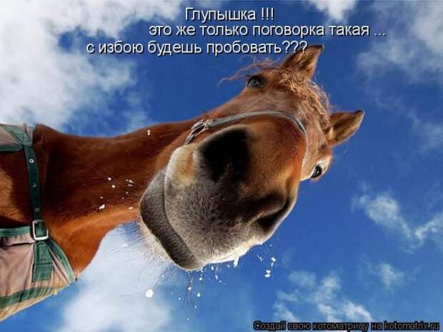 Лучшие котоматрицы недели