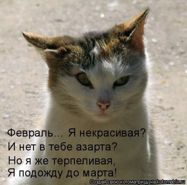 Свежая котоматрица (36 фото)