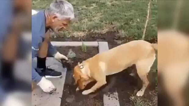 Садовод научил собаку высаживать растения: видео