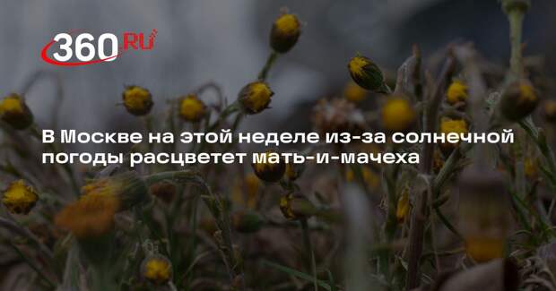 В Москве на этой неделе из-за солнечной погоды расцветет мать-и-мачеха