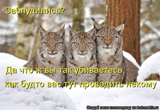 Лучшие котоматрицы недели