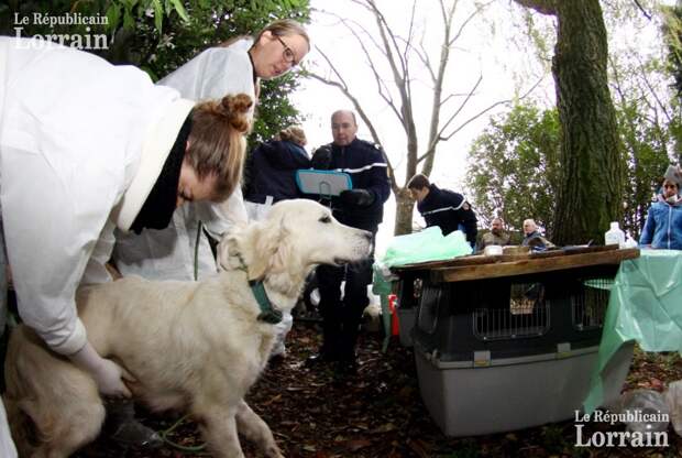 C’était le 19 novembre 2013. Ce jour-là, les gendarmes et les membres de la SPA avaient saisi 38 chiens et chiots ainsi que 30 chats et chatons. Autant d’animaux en piteux état.  Photo Archives/Fred LECOCQ
