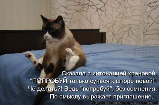 Котоматрица на Бугаге (37 фото)