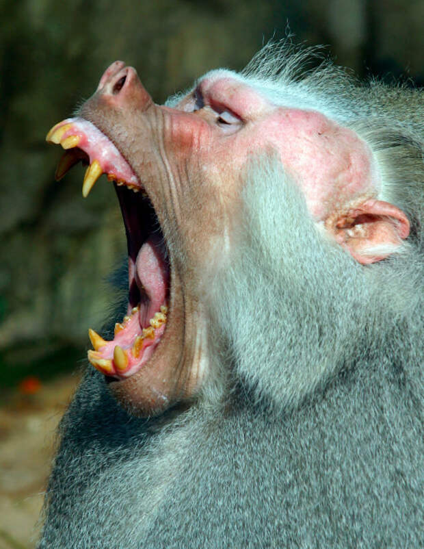 17. Когда боль такая, будто яичники взрываются 17. Когда боль такая, будто яичники взрываются гримаса, женщина, жизнь, критические дни